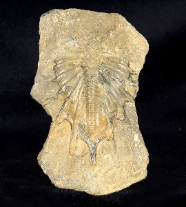 Trilobiten - Marokko - Psychopyge termierorum MORZADEC 2001